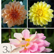 Dahliaknollen - Set van 3 - Dahlia 'Waterlily Mix'