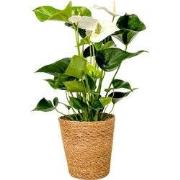Flamingoplant - Anthurium 'Alaska White' - Met mand - Hoogte 55-70cm -...