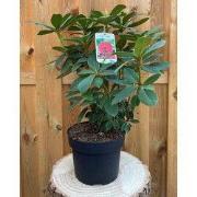 Rhododendron Red Jack