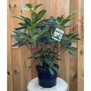 Rhododendron Horizon Monarch