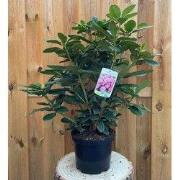 Rhododendron Rocket