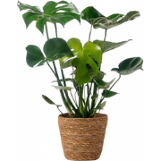 Gatenplant - Monstera deliciosa - inclusief mand - Hoogte 50-60cm - ?1...