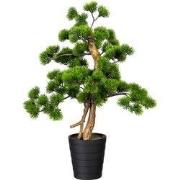 Bonsai van kopu (den), circa 60 x 40 cm, met een zwarte sierpot.