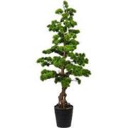 Kopu Bonsai (den) - circa 140 cm in een zwarte plastic pot
