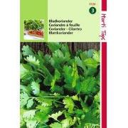 2 stuks - Koriander, fijnzadig traagschietend