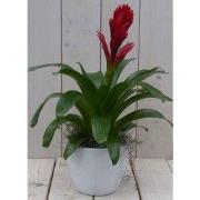 Bromelia witte pot 30 cm