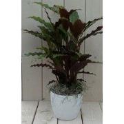 Calathea rood blad witte pot 40 cm