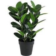 Garcinia bonsai 45 cm