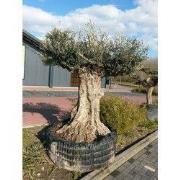 Reuze Olijfboom Olea 300 cm XXXL