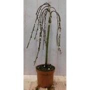 Salix Katjesboom 40 cm