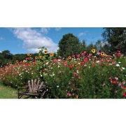 Bloemen stoel 130x70cm Tuinschilderij