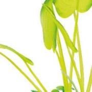 Sf art plant 25 cm echinodorus