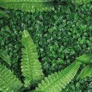 Repto Aquadistri plant achterwand mat 40-60 cm 1