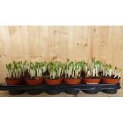 Crocussen 10 stuks in potjes mix kleuren