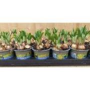 Narcis Tete a Tete 18 stuks in kleine potjes kleur geel