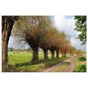 Tuindoek knotwilgen pad 210x140cm