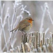 Tuinschilderij roodb winter 70x50