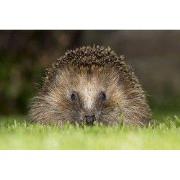 Tuinschilderij egel 130x70cm bruin