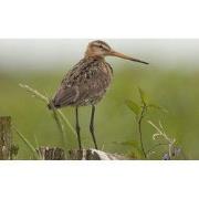 Tuinschilderij grutto 70x50cm