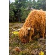 Tuinschilderij hoogland vee 70x50cm