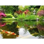 Tuinschilderij koikarpers 70x50cm