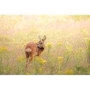 Tuinschilderij hertje 130x70cm brn