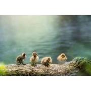 Tuinschilderij vier eendjes 130x70