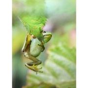 Tuinschilderij kikker 70x50cm