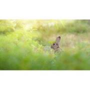 Tuinschilderij haasje 70x50cm