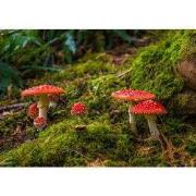 Tuinschilderij paddenstoelen 70x50cm