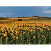 Zonnebloemen 3 70x50cm Tuinschilderij