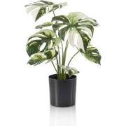 Monstera bush x9 in pot 40 cm