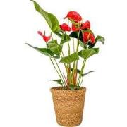 Flamingoplant - Anthurium 'Madural Red' - Met mand - Hoogte 55-70cm - ...