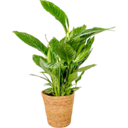 Lepelplant - Spathiphyllum 'Lima' - Inclusief mand - Hoogte 60-75cm - ...