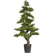 Kopu Bonsai theebladeren, circa 160 cm hoog, in een zwarte pot van 23 ...