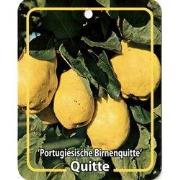 Cydonia Portugiesische Birnenquitte