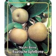 Pyrus Pyriufolia Nashi-Birne
