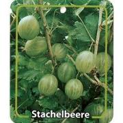 Ribus Uva-Crispa Grune Stachelbeere