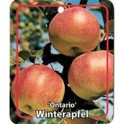 Malus Domestica Ontario