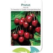 Prunus Avium Scjneider s Spate Knorpelkirsche