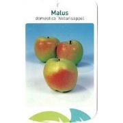 Malus Domestica Notarisappel