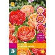 Tulipa Gudushnik Double