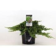 Juniperus procumbens nana 40 cm