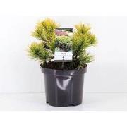 Pinus mugo carstens wintergold 20-25 cm