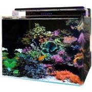 Bm reef 120 aquarium