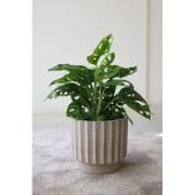 HS Potterie Narvik Bruin pot - 24