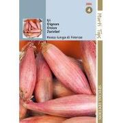 5 stuks - HTS Uien Rossa lunga di Firenze