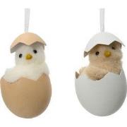 Hanger kuiken in ei 2ass