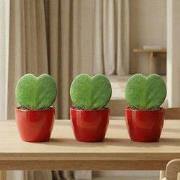 URBANJNGL - Sweetheart Plant Set - Pot & Plant Set 3x - Rood of Roze