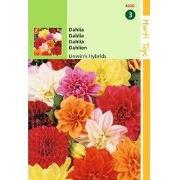 2 stuks - Dahlia Variabilis Unwin S Hybride Gemengd